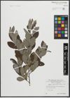 Foto von Salix appendiculata Vill.